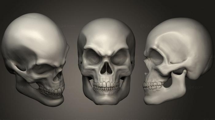 Anatomy of skeletons and skulls (Skull 2, ANTM_1629) 3D models for cnc